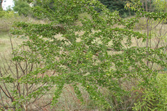 Canthium parviflorum